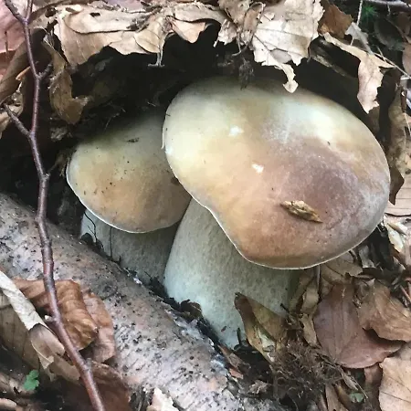 Elf-cottage Frühstückspension 3*