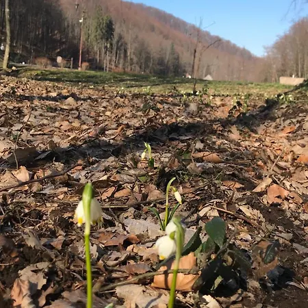 Bed and breakfast Elf-cottage 3*